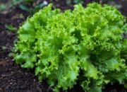 6 Manfaat Daun Selada yang Penting untuk Kesehatan, Jarang Orang Mengetahui