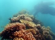 Cantiknya Coral Garden Pulau Putri