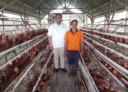 Kini Produksi Telur Ayam Niko Capai 470 Perhari