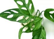 Tanaman Janda Bolong