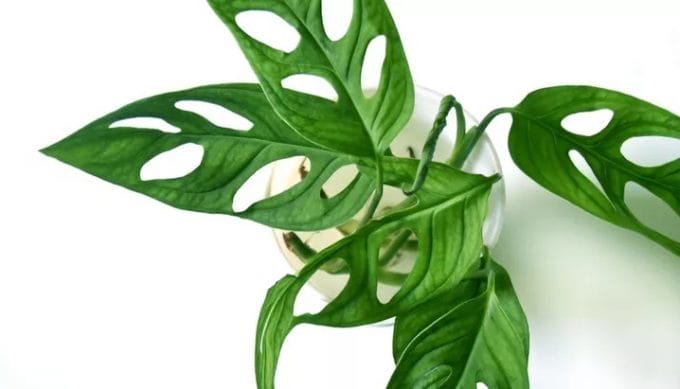 8 Manfaat Tanaman Janda Bolong untuk Estetika dan Kesehatan, Bisa Redakan Stres