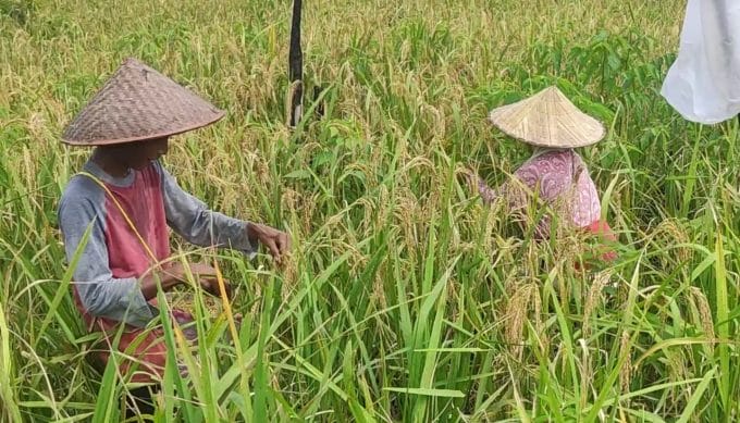 Mulai Panen Padi, Yamun: InsyaAllah Beras Aman Selama Setahun