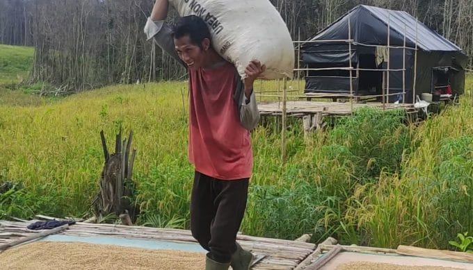 Berkat Tradisi Behume, Stok Beras Yamun Aman Selama Setahun