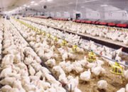 Begini 5 Cara Ternak Ayam Broiler, Cepat Panen Untung Melimpah