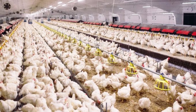 Begini 5 Cara Ternak Ayam Broiler, Cepat Panen Untung Melimpah