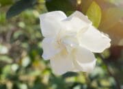 Mengenal 4 Manfaat Daun Kacapiring, Obat Herbal yang Jadi Tanaman Hias dan Bisa Atasi Diabetes!