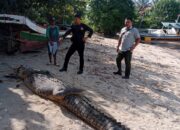 Nelayan Tangkap Buaya 4,5 Meter