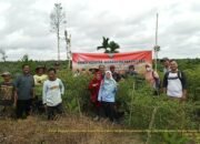 Menjelang Puasa, Bangka Selatan Berhasil Panen Belasan Ton Cabai