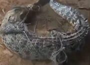 Tersangkut Jaring, Buaya 2 Meter Ditangkap Nelayan