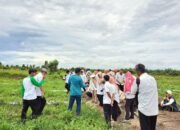 Hasilkan 20 Ton Semangka di Lahan Berpasir, 50 Penyuluh Kunjungi Gapoktan Krio Panting