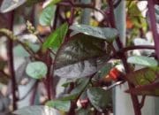 Rahasia Kesehatan Tersembunyi, 5 Manfaat Tanaman Liar untuk Kesehatan