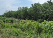 Ratusan Hektar Hutan Mangrove Desa Bukit Layang akan Dibabat, Kabarnya untuk Tanam Sawit