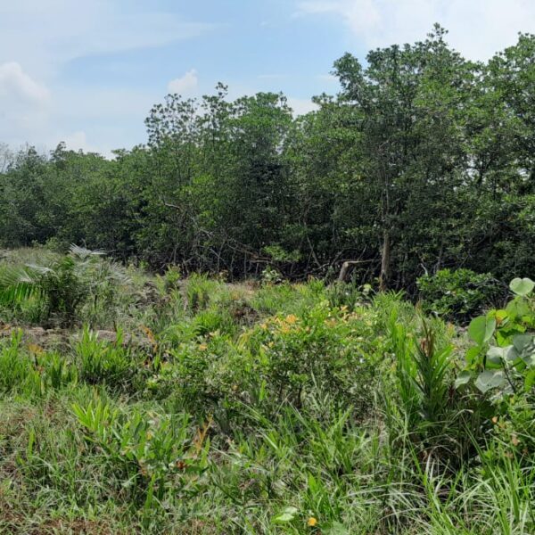 Hutan Mangrove Desa Bukit Layang Dibabat, KPH Bubus Panca Turun ke Lokasi