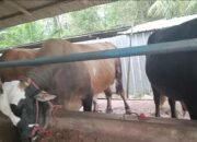 Peternak Sapi Lokal di Bangka Tengah Kapok