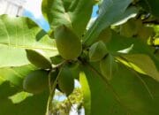 Ketahui 3 Manfaat Buah Ketapang, Mencegah Malnutrisi dan Menjaga Tulang