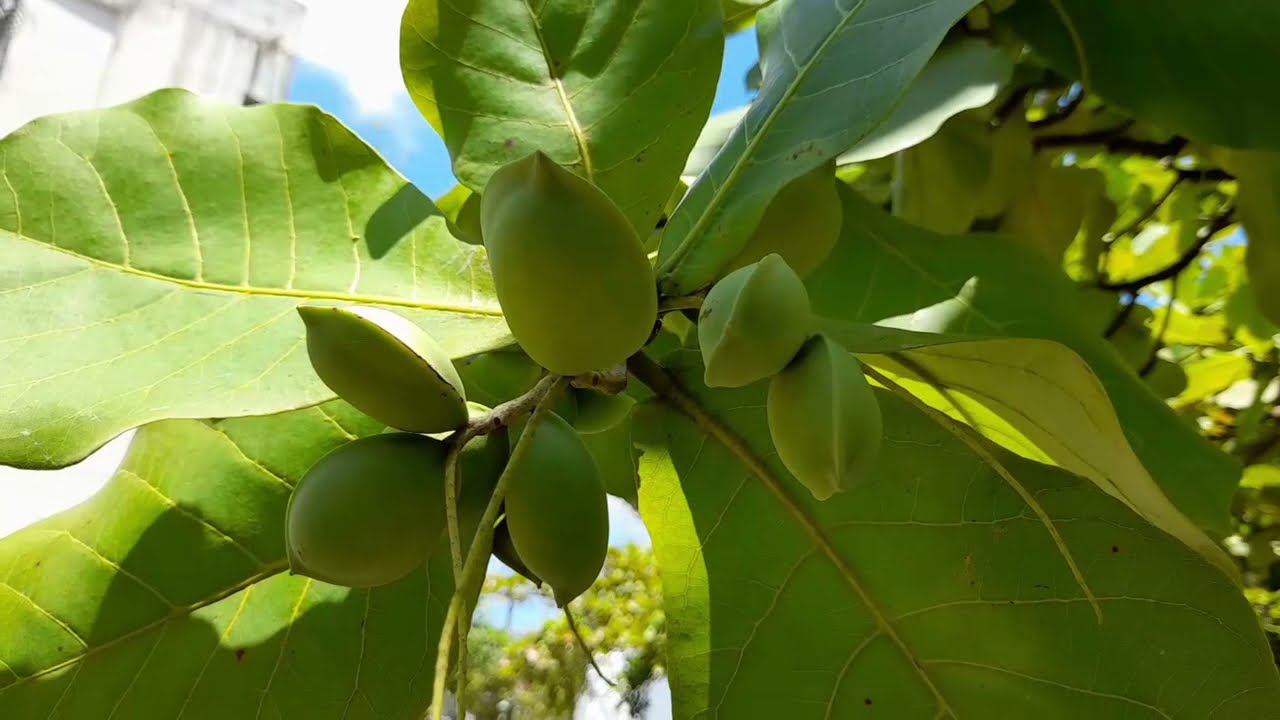 Manfaat Buah Ketapang