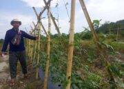 Kelompok Tani Pemuda Harapan Desa Belo Laut Berhasil Ubah Lahan Eks Tambang Jadi Agroforestri