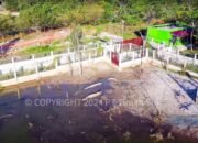 Habitat Buaya Terganggu Tambang Ilegal, Rehabilitasi Buaya di Kampoeng Reklamasi Air Jangkang Meningkat