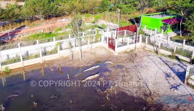 Habitat Buaya Terganggu Tambang Ilegal, Rehabilitasi Buaya di Kampoeng Reklamasi Air Jangkang Meningkat