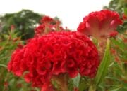 Mengenal 7 Khasiat Bunga Celosia Bagi Kesehatan Tubuh