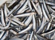 Budidaya Ikan Teri Air Tawar