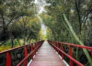 Hutan Mangrove Pantai Lestari Karangsong