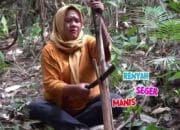 Mengenal 6 Manfaat Humbut Langkap, Tumbuhan Hutan Majeti Banjar Kaya Akan Sumber Nutrisi
