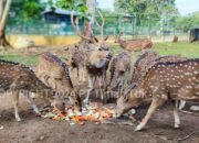 Beruang Madu hingga Mentilin Huni PPS Kampoeng Reklamasi Air Jangkang