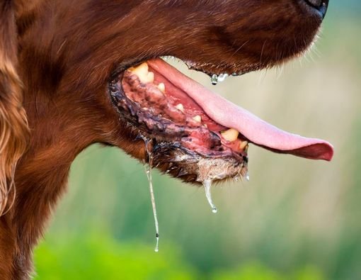 036302800 1502259233 Mengenali Hewan yang Terinfeksi Rabies