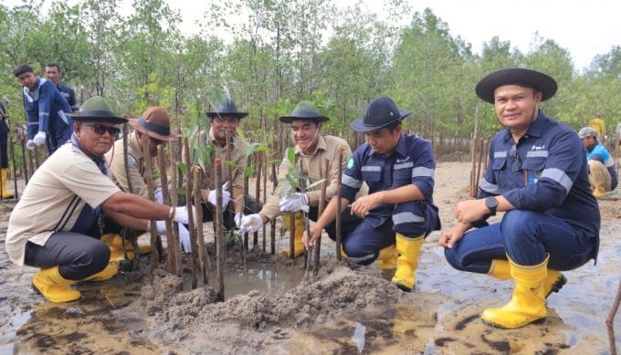 PT Timah Tanam 2500 Mangrove Bakau dan Api-api di Pantai Batu Kucing