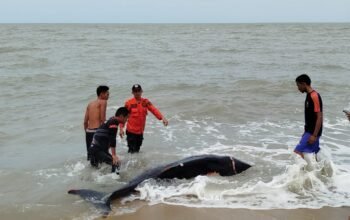 Terdampar di Pantai Sumur Tujuh, Lumba-lumba ini Berterimakasih Setelah Dievakuasi