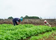 Selain Sayur dan Buah, Farm Estate Tanjung Ular juga Dibuatkan Peternakan Kambing hingga Ikan