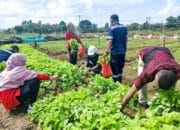 Selain Untuk Katahanan Pangan, Farm Estate Tanjung Ular Ciptakan Lapangan Kerja