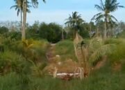 Tambak Udang di Bangka Tengah Tutup Siring Untuk Buang Limbahnya ke Laut