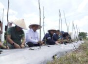 Panen Raya Bawang Merah di Beltim, Pj Gubernur Bangka Belitung Puji PT Timah