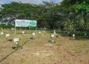 1500 Pohon Angsana Ditanami di Taman Energi Balai Karya PT Timah