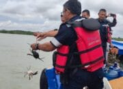 300 Bibit Kepiting Bakau Dilepaskan di Laut Kundur