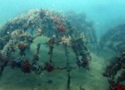 Artificial Reef di Perairan Rambak Mulai Membuahkan Hasil