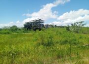 Suburnya Tanah THR Sungailiat Semak Belukar Tumbuh Hijau
