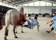 Artis Raffi Ahmad Jatuh saat Naik Sapi Limousin, Begini Kondisinya