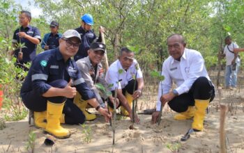 Ribuan Mangrove Ditanam di Kawasan Pantai Pelambung
