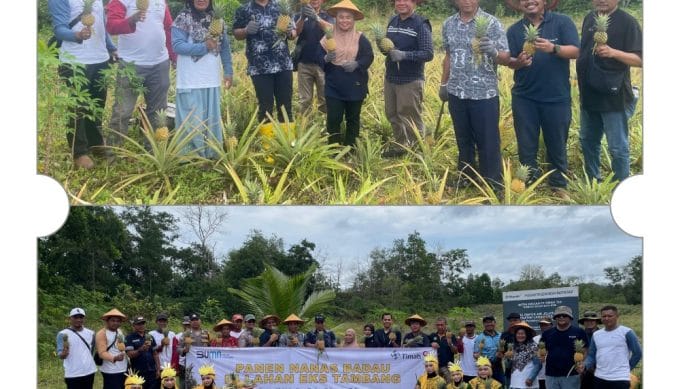 Kelompok Tani Air Jangkang Berhasil Panen Nanas Badau di Lahan Eks Tambang