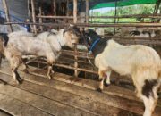 Hadi Pilih Langsung Kambing Jualannya di Lampung