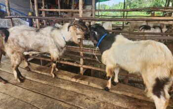 Hadi Pilih Langsung Kambing Jualannya di Lampung