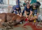 Pemkab Bangka Potong 14 Sapi