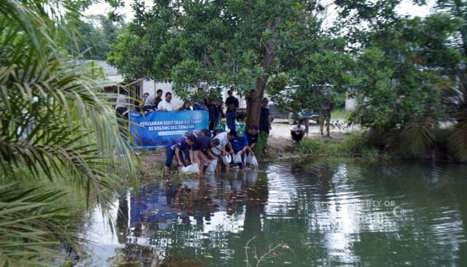 Usai Pemali, Kini PT Timah Kembali Tebar Benih Ikan di Bangka Tengah